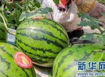 校园爆料网吃瓜最新消息2023,吃瓜最新消息大揭秘！  第2张